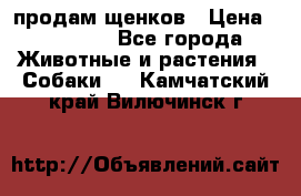 продам щенков › Цена ­ 15 000 - Все города Животные и растения » Собаки   . Камчатский край,Вилючинск г.